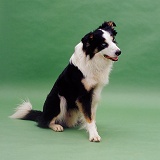 Border Collie dog