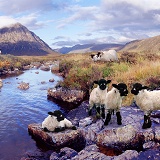 Lambs in Scotland jigsaw