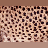 Spots on the flank of a cheetah