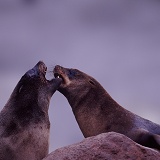 Cape Fur Seals arguing