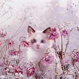 Kitten among snowy flowers