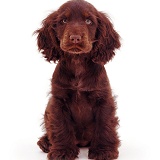 Chocolate Cocker Spaniel pup