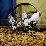 Appenzeller Sptzhauben cock and hen