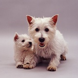 Westie bitch and pup