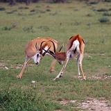 Springbok rams locking horns