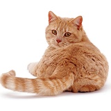 Ginger cat, back view, looking over shoulder