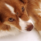 Sheep Tick on Border Collie dog