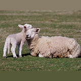 Sheep and lamb nuzzling