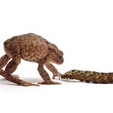 Toad defensive at Elephant Hawkmoth caterpillar