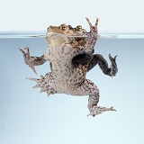 Common Toads mating