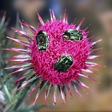 Rose chafers on musk thistle