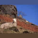 Welsh mountain sheep