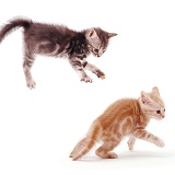 Kittens leaping