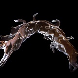 Border Collie jumping multiple exposure