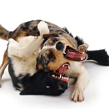 Border Collies play-fighting