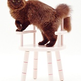 Chocolate cat on a child's chair