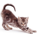 Tabby kitten stretching