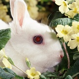 Blue-eyed Netherland Dwarf Rabbit doe