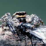 Jumping spider with fly