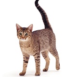 Brown spotted cat