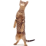 Oriental Tabby female cat standing
