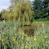 Buckland Pond
