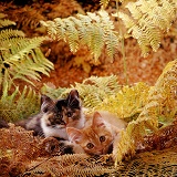 Kittens playing in bracken