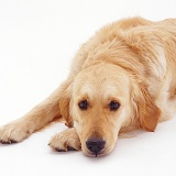 Golden Retriever with its chin on the ground