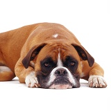 Boxer with its chin on the ground