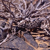 Namaqua Chameleon camouflaged