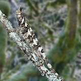 Jackson's Chameleon lichen camouflaged