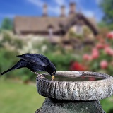 Blackbird drinking