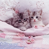 Silver kittens in pale pink bed