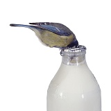 Blue Tit drinking cream from milk bottle