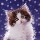 Fluffy kitten on starry background