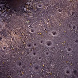 Ant lion pits