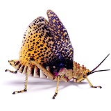 Namib lubber grasshopper