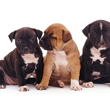 Brindle Staffordshire Bull Terrier puppies