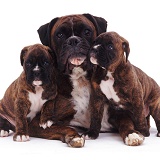 Boxer mother and pups