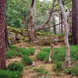 Killarney woodland