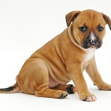 Red Staffordshire Bull Terrier puppy, 6 weeks old