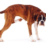 Boxer stretching itself