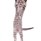 Silver cat dancing