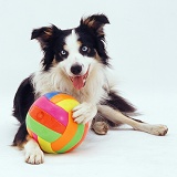 Border Collie dog with colourful ball