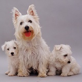 Westie with pups