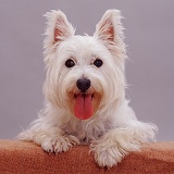 Westie with paws up