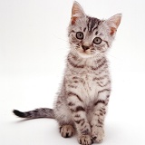 Silver kitten