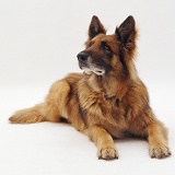 Alsatian