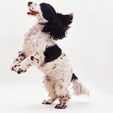 Cocker Spaniel dancing