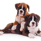Boxer pups